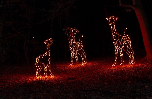 Lighted giraffe ground display at Maryland Zoo