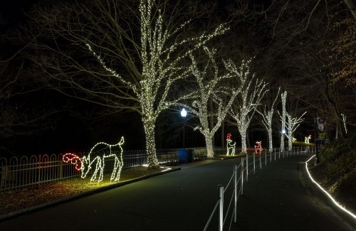 Lighted street with reindeer ground displays