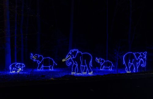Blue lighted elephant ground display at Maryland Zoo